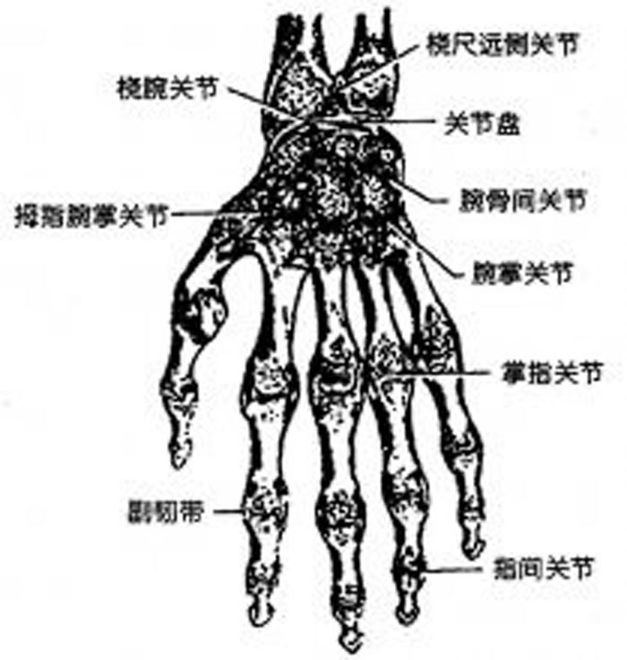 腕骨:属于短骨,共8块,排成近,远二列.