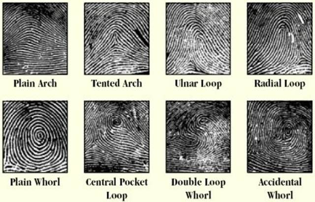 What Fingerprint Pattern Does Not Have Ridge Count